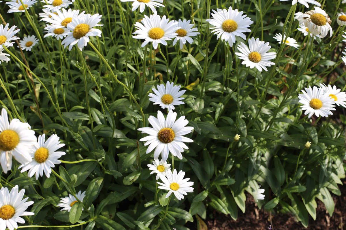 A mass of cheerful white Shasta daisy flowers.