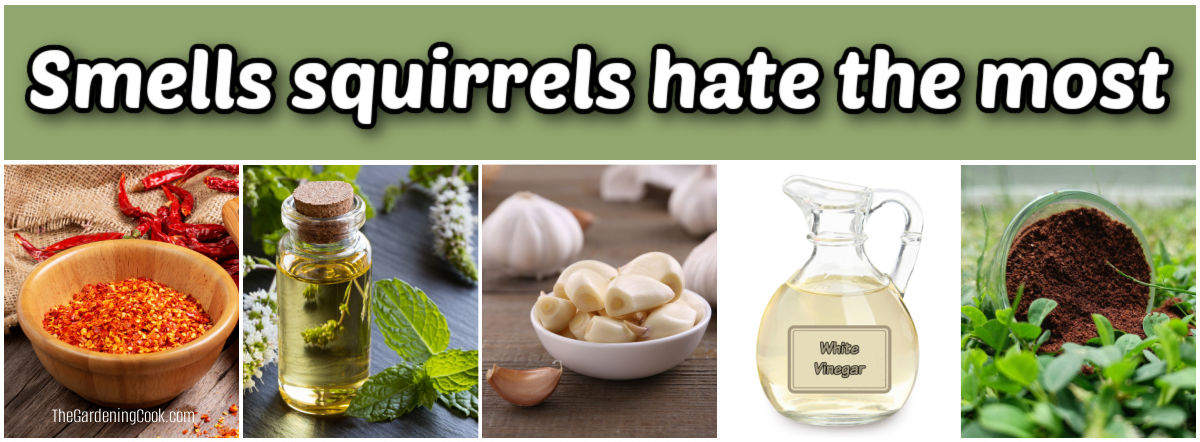 The smells squirrels hate the most are cayenne pepper, peppermint oil, garlic, vinegar and coffee grounds.