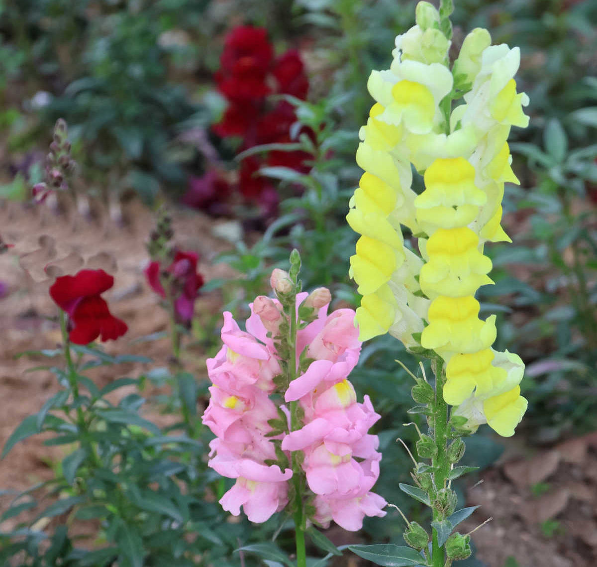 Snapdragon, a cottage garden annual with pink, yellow and red blooms.