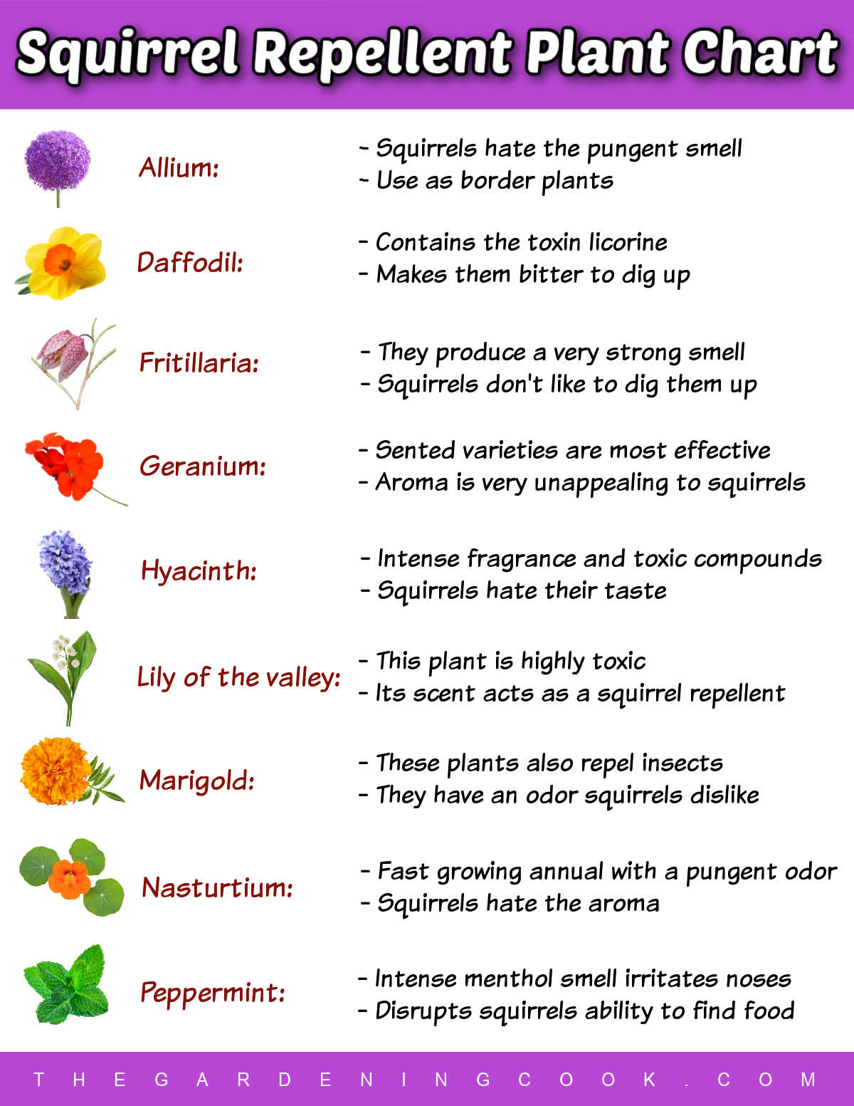 An image showing pictures of flowers with names and reasons why they repel squirrels.