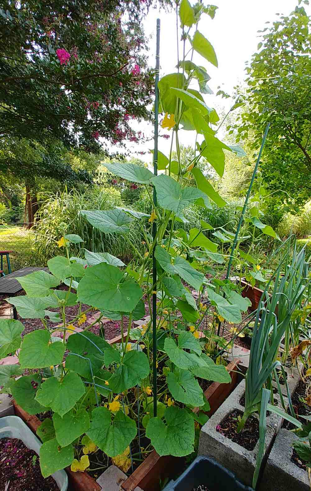 Staking cucumber plants with a green plastic pole.