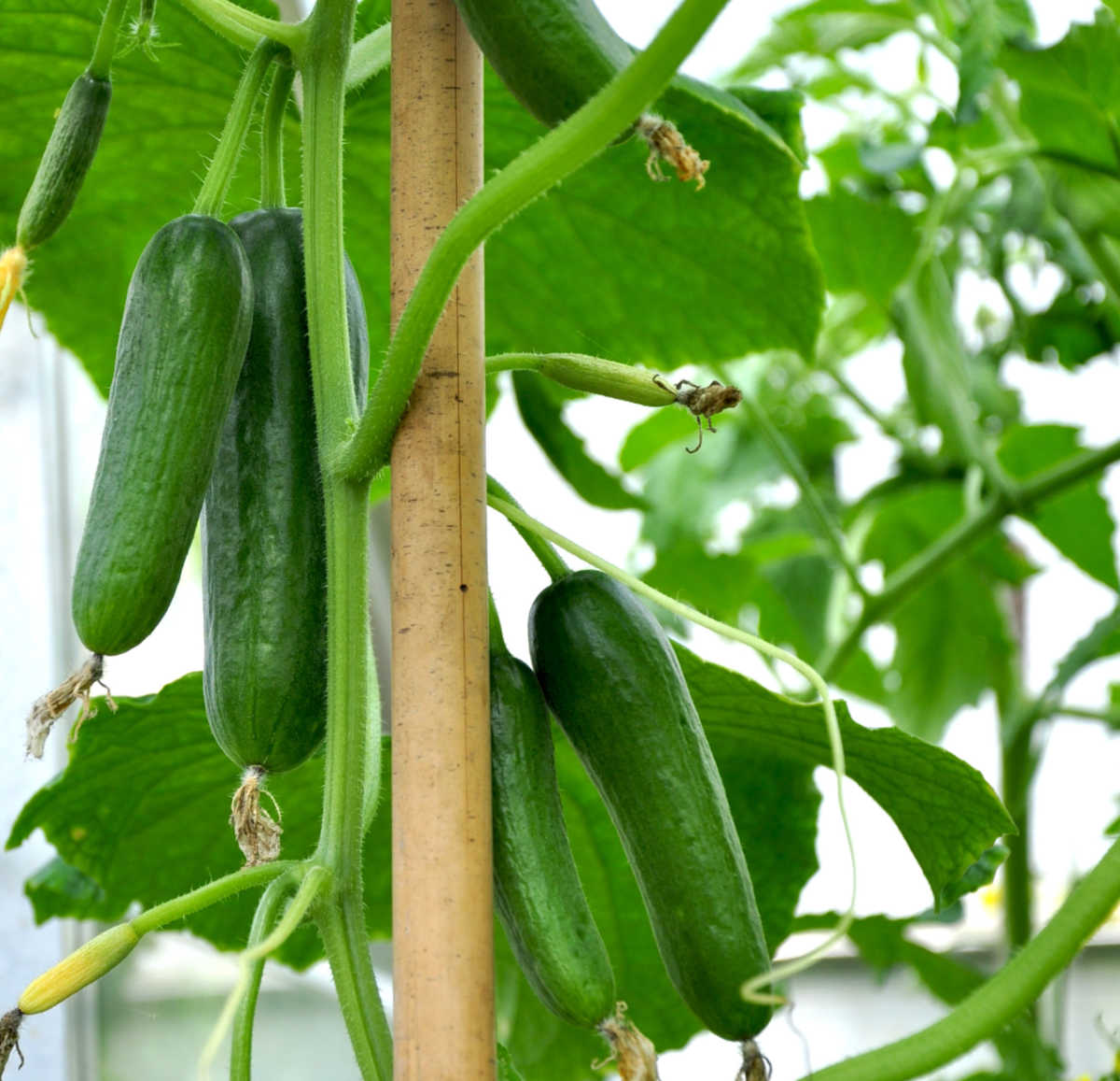 Staking cucumber plants to a wooden stake in a garden.
