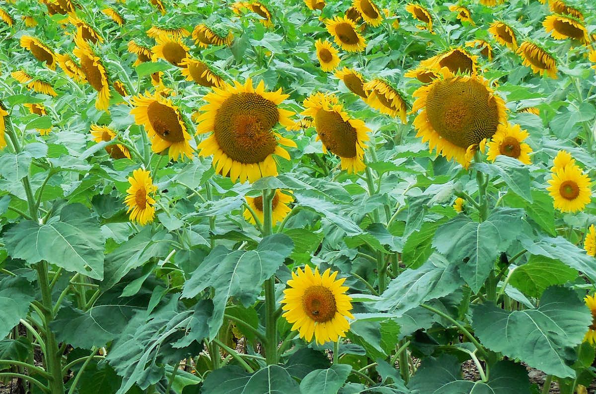 A patch of sunflowers with very large centers.