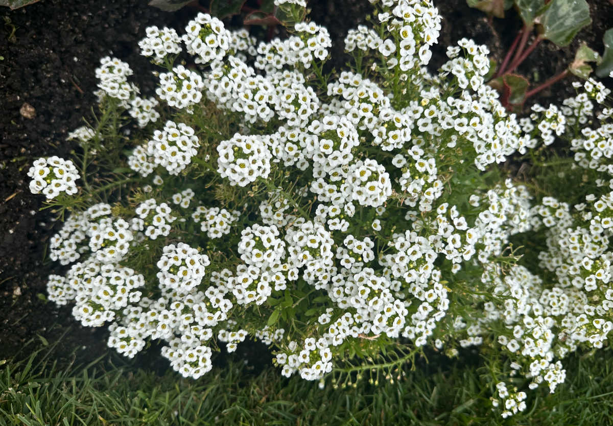 The white flowers of sweet alyssum in full bloom in a garden bed.