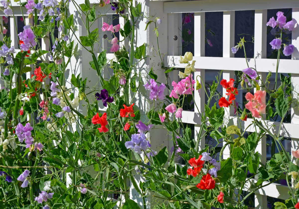 Colorful sweet pea vines climbing a white trellis in a cottage garden.