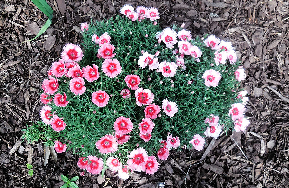 A mound of Sweet William flowers surrounded by mulch in a garden.