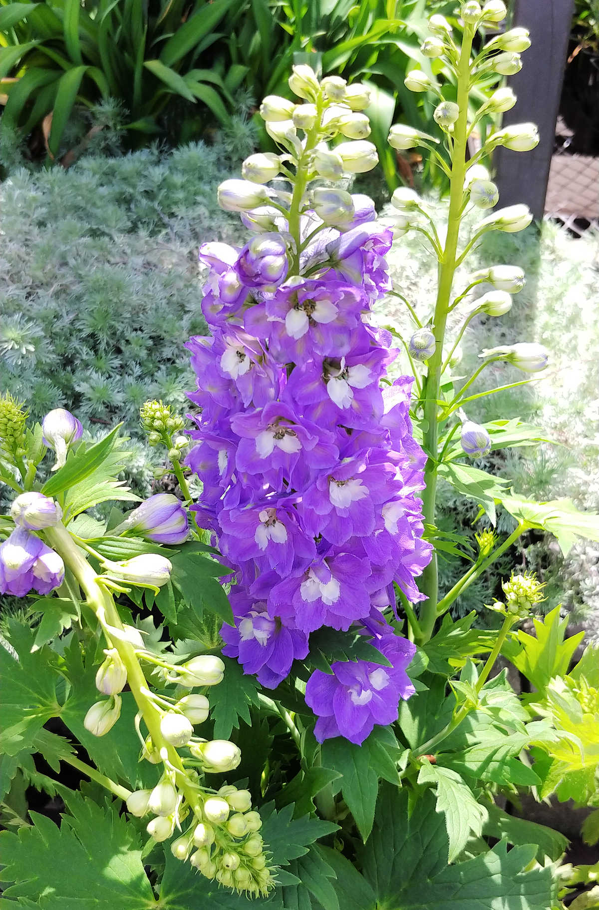 Tall purple delphiniums in flower in a garden.