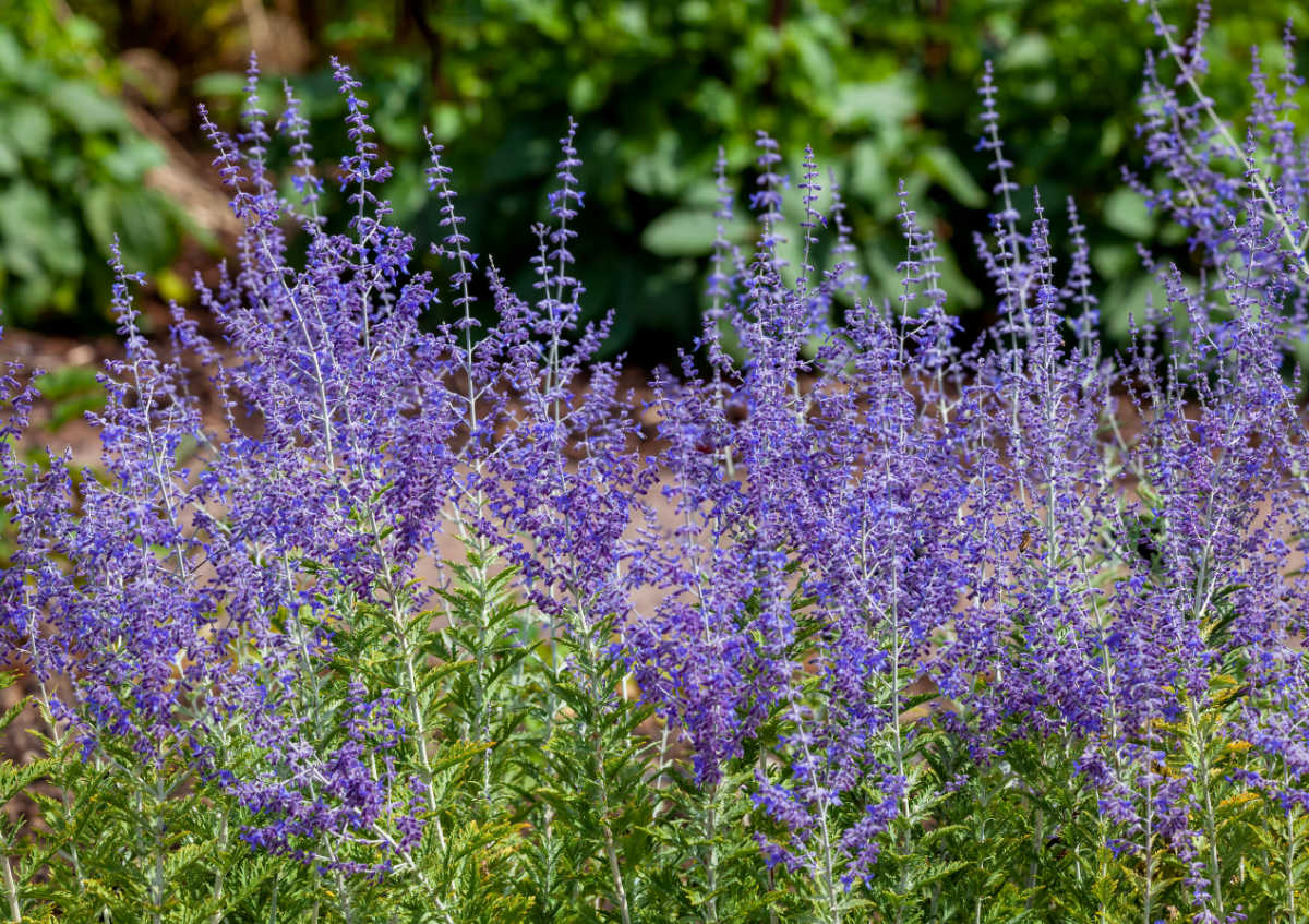 Tall, lavender Russian sage flowers in a field.