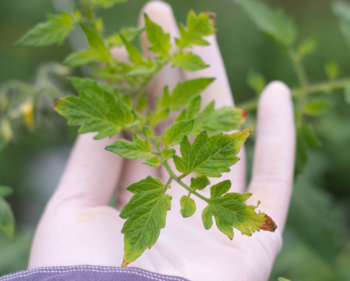 Hand holding leaves with tomato plant fertilizer burn.