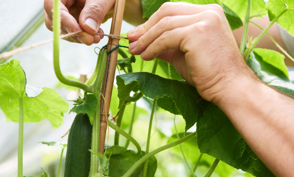 Hands tying up cucumber plants to a stake.