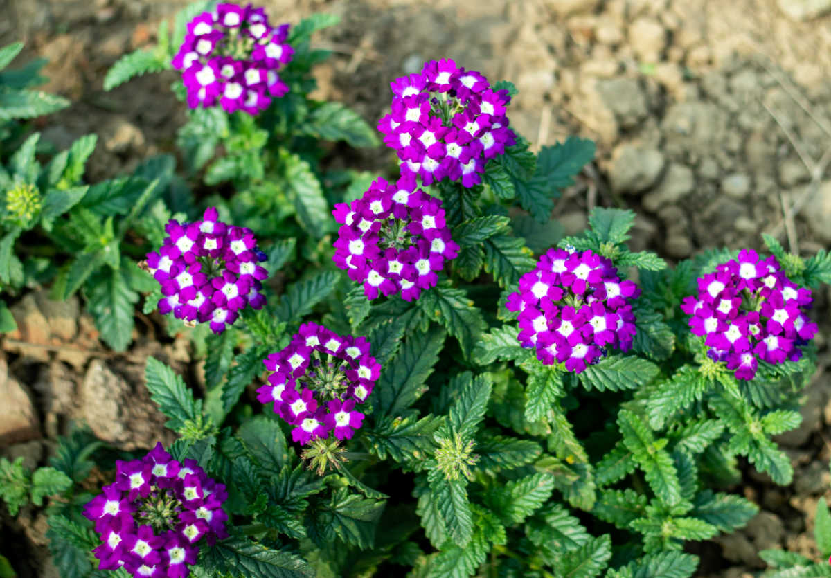 Small purple and white verbena flowers in clay soil.