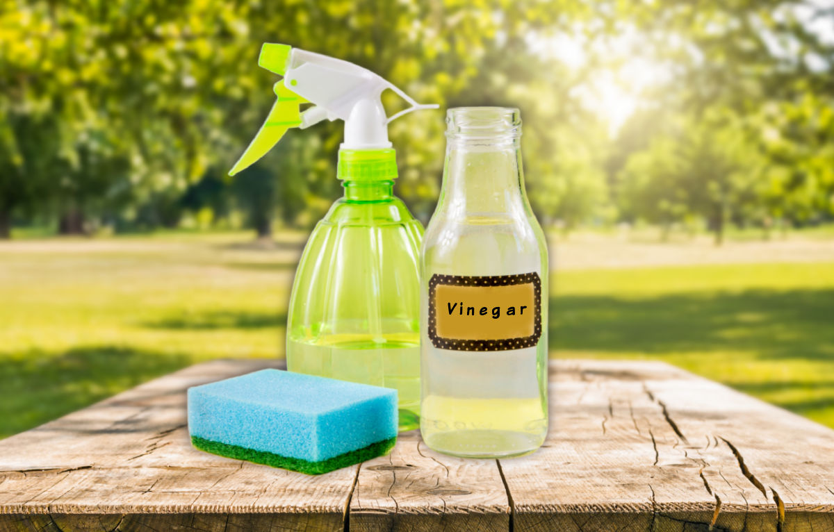 Vinegar, spray bottle and sponge to make a spray to repel squirrels in the garden.