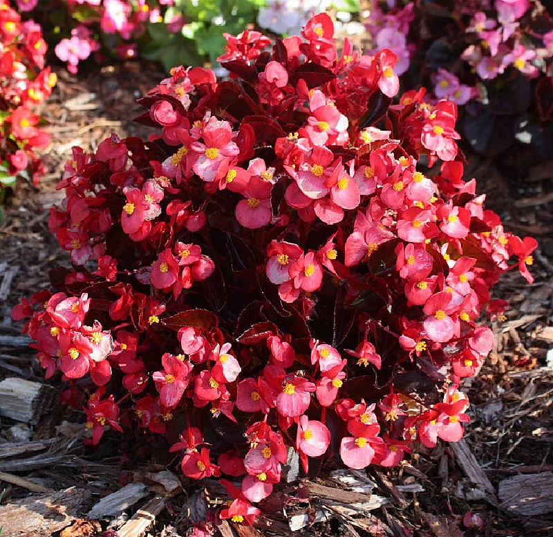 Red flowers of a wax begonia surrounded by mulch.