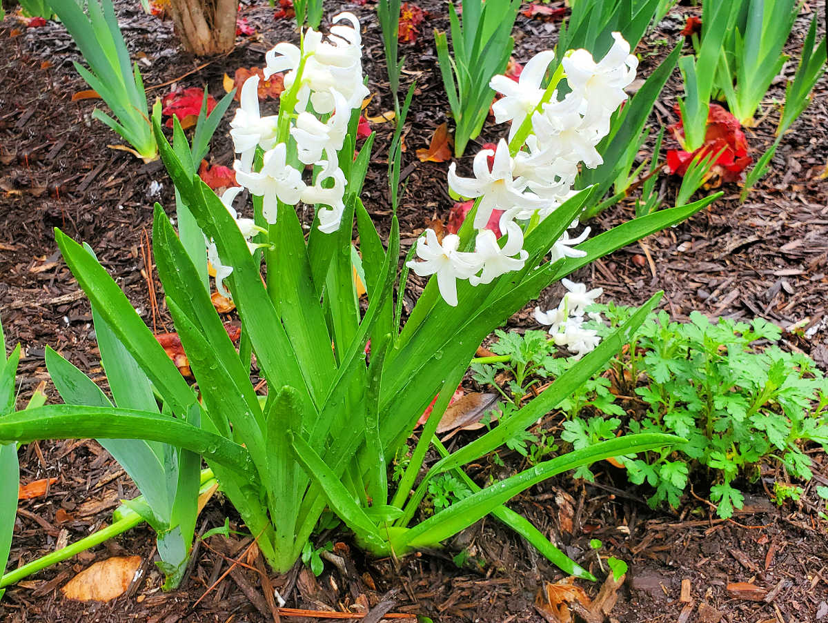 White hyacinth flowers in a garden bed surrounded by mulch.