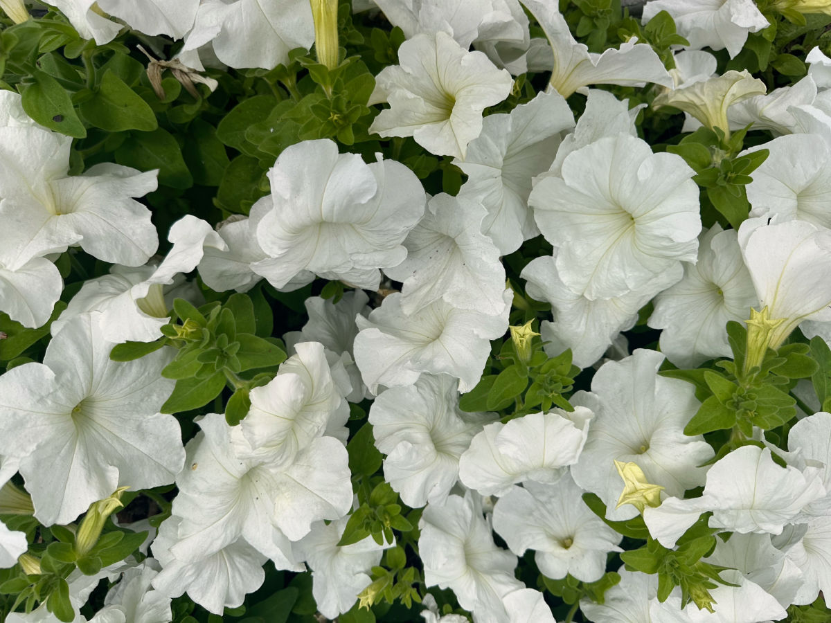 White flowers of a petunia annual.