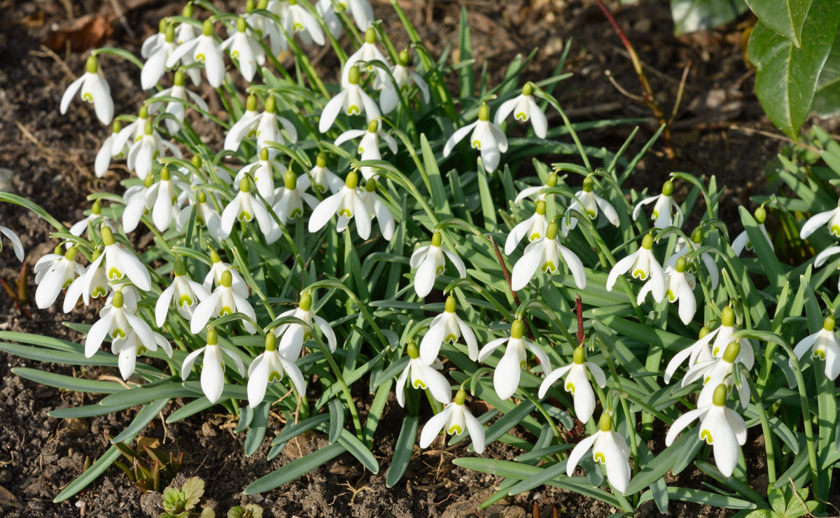 Snowdrops blooming in a garden in early spring.