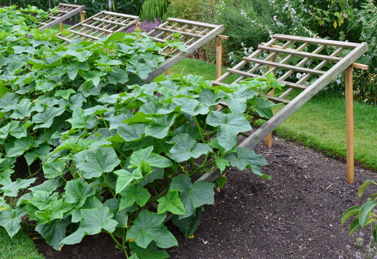Wooden cucumber trellises supporting cucumber plants vertically.