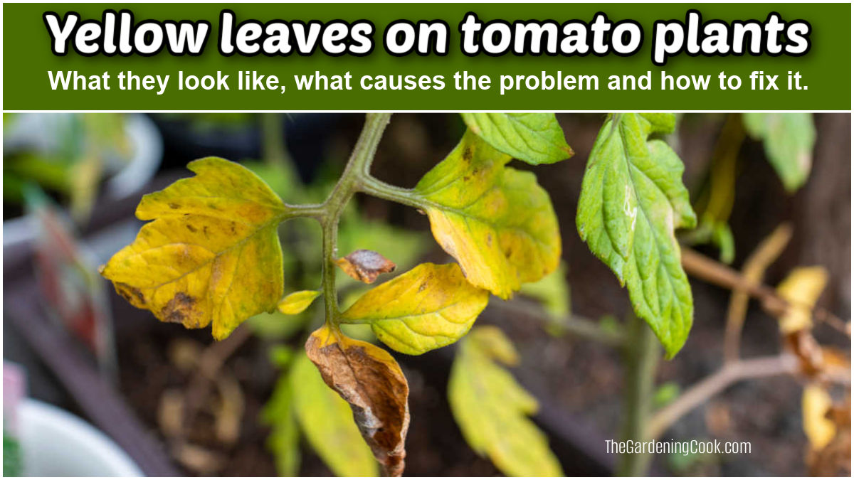 Yellow leaves on tomato plants - what they look like, what causes the problem and how to fix it.