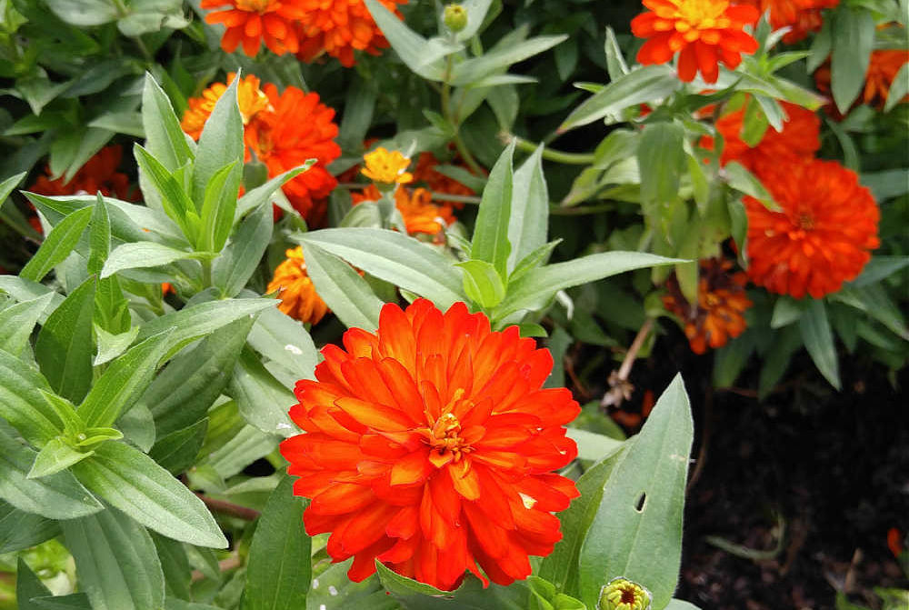 Orange zinnia flowers in full bloom.
