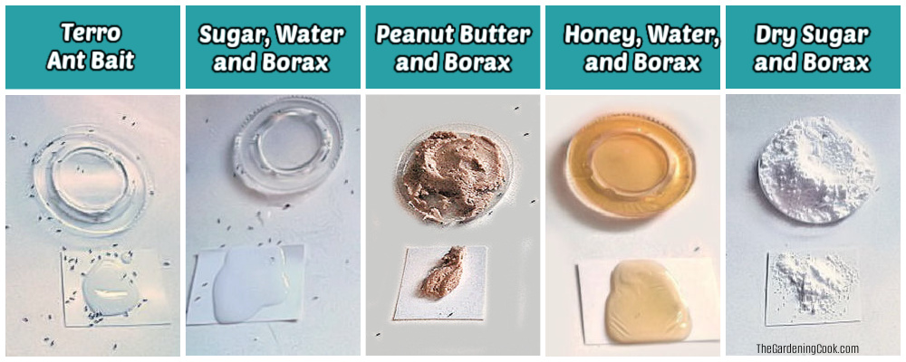 Comparison of homemade borax ant killer test results versus Terro liquid ant bait after five days of testing.