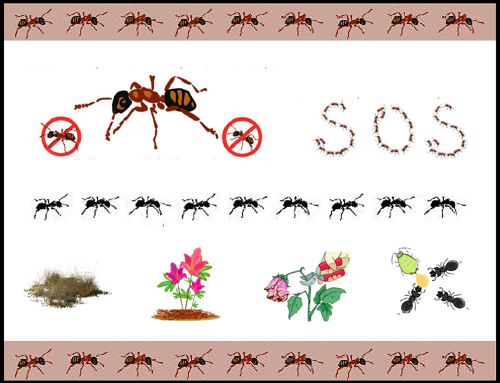 Ant SOS graphic showing four things to do to get rid of ants: control mulch, water plants, prune plants, and monitor aphids.