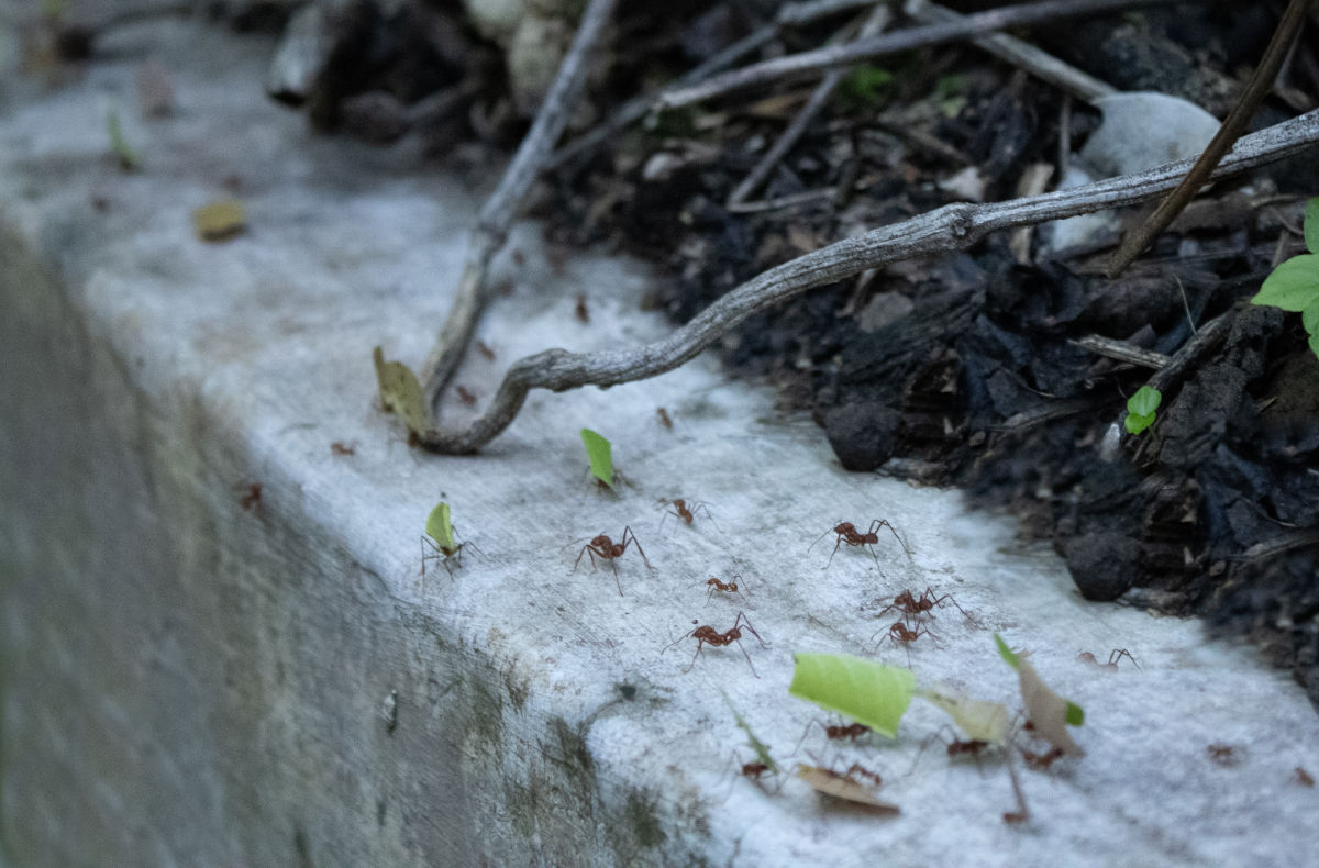 Ant trail walking along a garden bed.