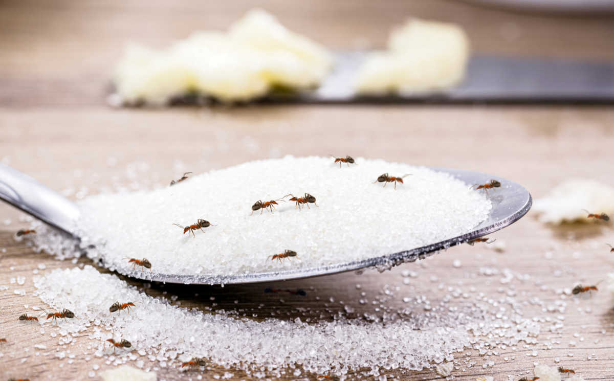 A trail of ants attracted to sugar on a spoon.