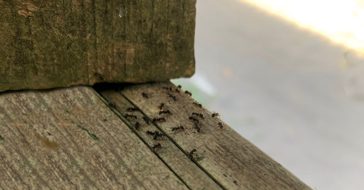 Ants on a wooden board trying to get into a house.