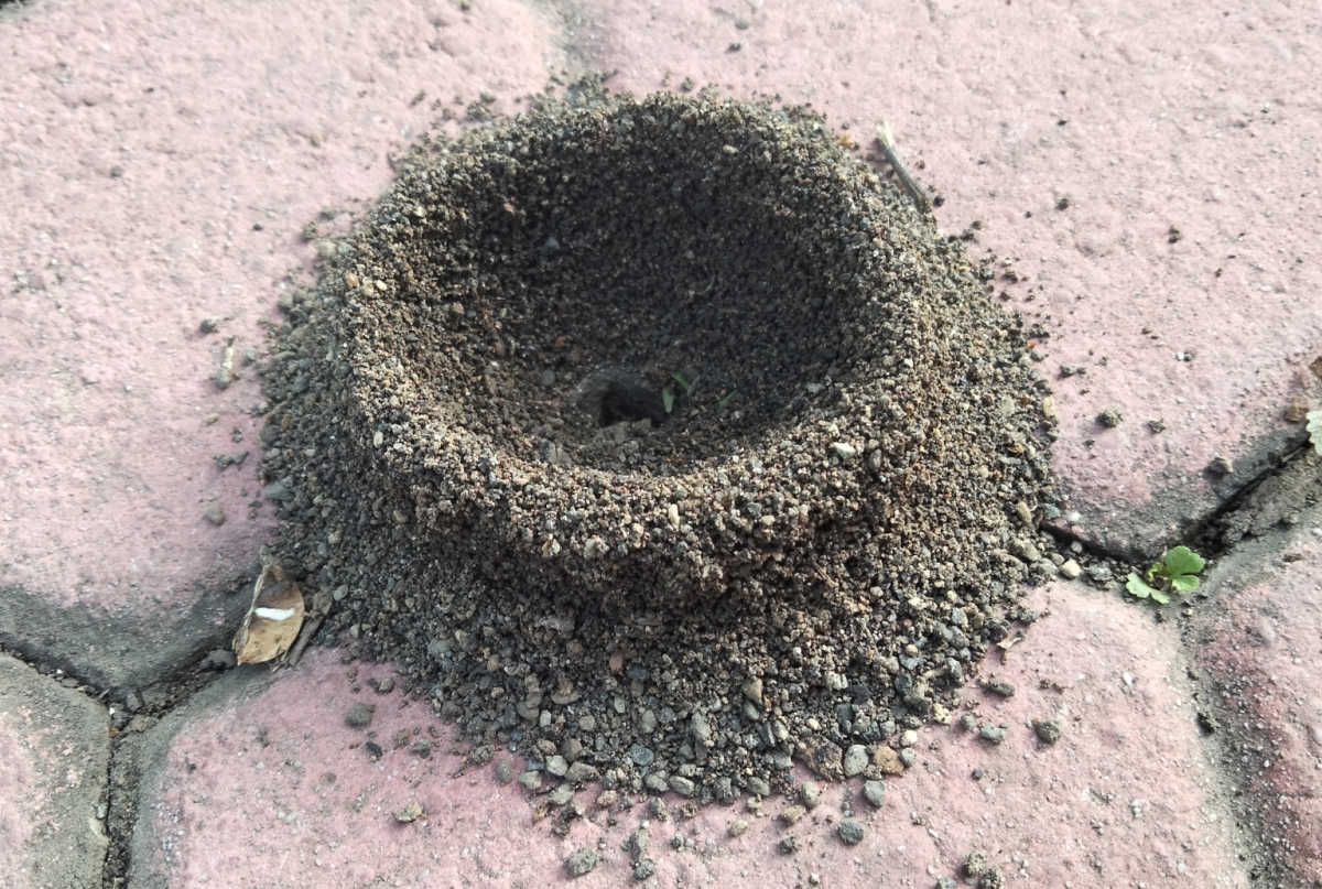 Ant's nest sitting on garden pavers.