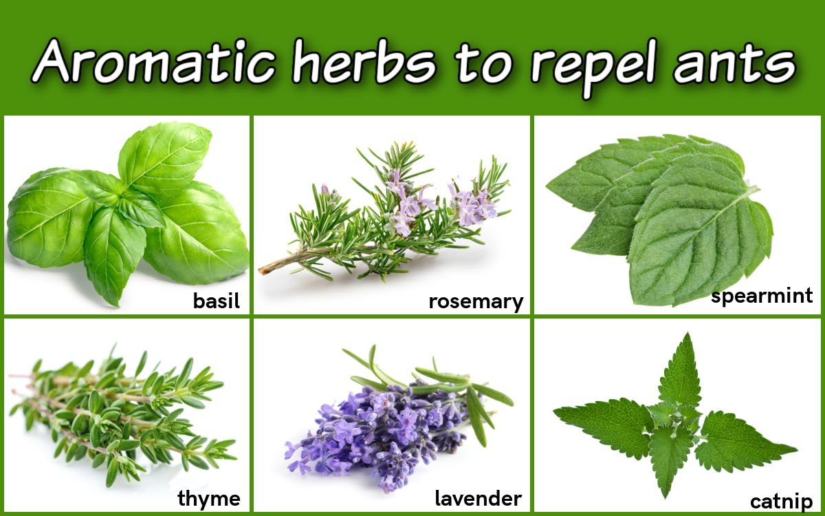 Pictures and names of aromatic herbs that repel ants.