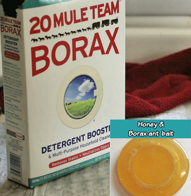 Box of Borax with an overlay showing Borax mixed with honey as an ant bait.