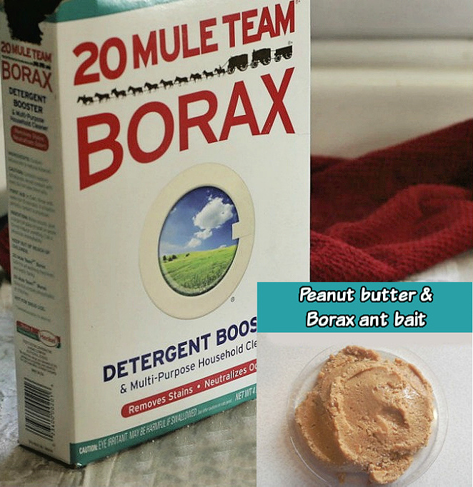 A box of Borax with a graphic overlay showing peanut butter and Borax mixed in a plastic tray as an ant bait.