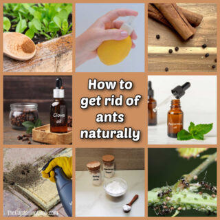 Pictures showing how to get rid of ants naturally.