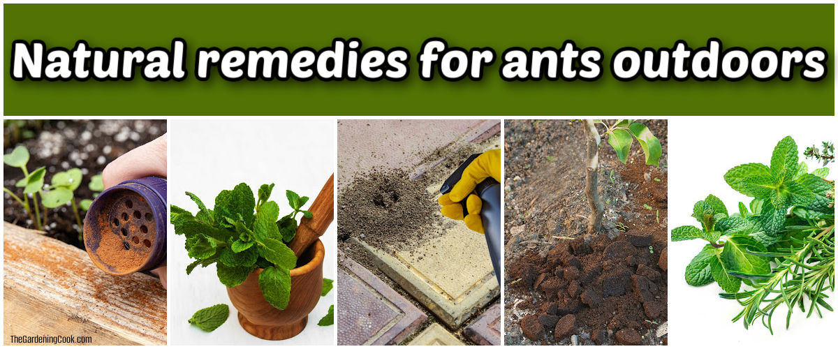 Pictures of natural remedies for ants outdoors including cinnamon, peppermint, vinegar, coffee grounds and aromatic herbs.