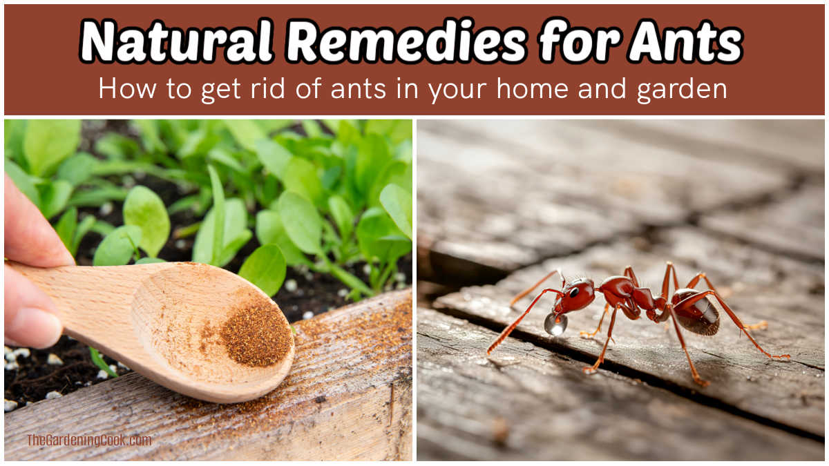 Natural remedies for ants in your home and garden.