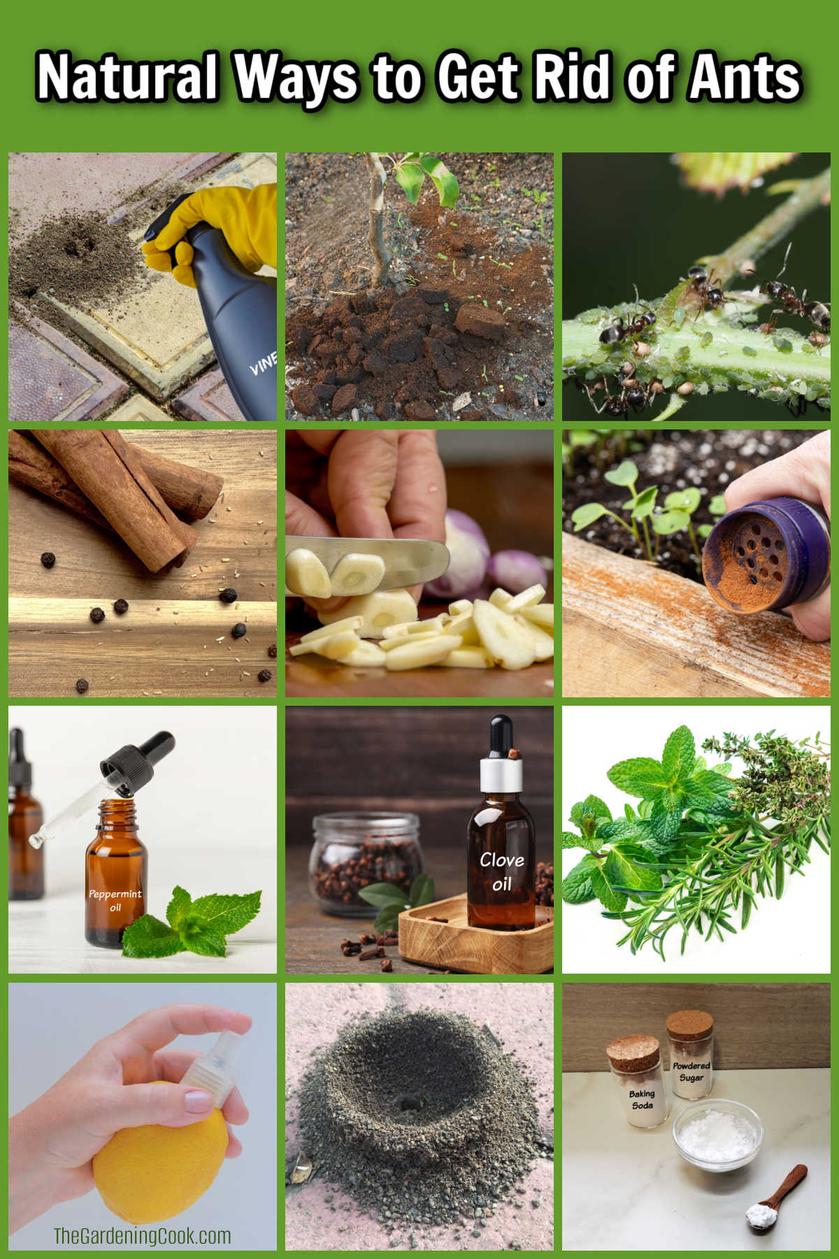 Natural Ways to Get Rid of Ants Indoors and Outdoors A collage showing pictures of natural ways to get rid of ants.