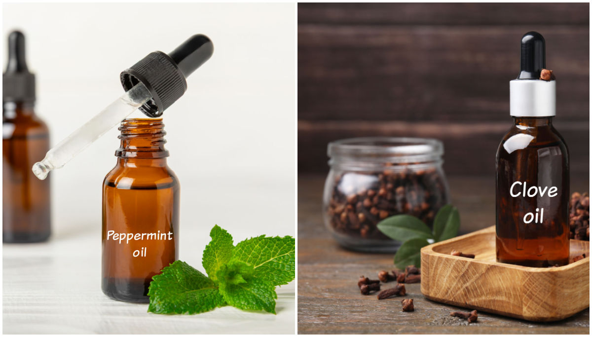 Peppermint oil and clove oil in bottles with droppers.