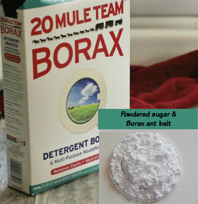 20 Mule Team Borax with overlay of powered sugar and Borax ant bait image.