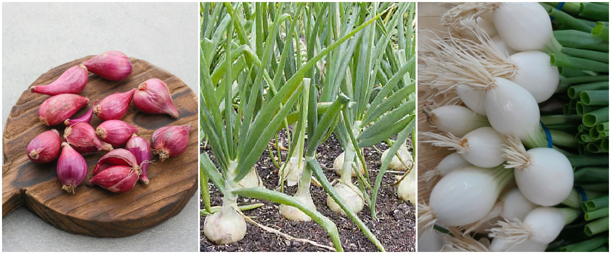 Pictures of shallots, onions, and spring onions in a collage.
