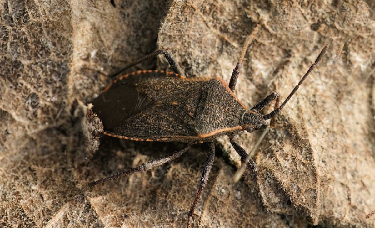 A closeup of the swash bug (Anasa tristis) on decaying plant material.