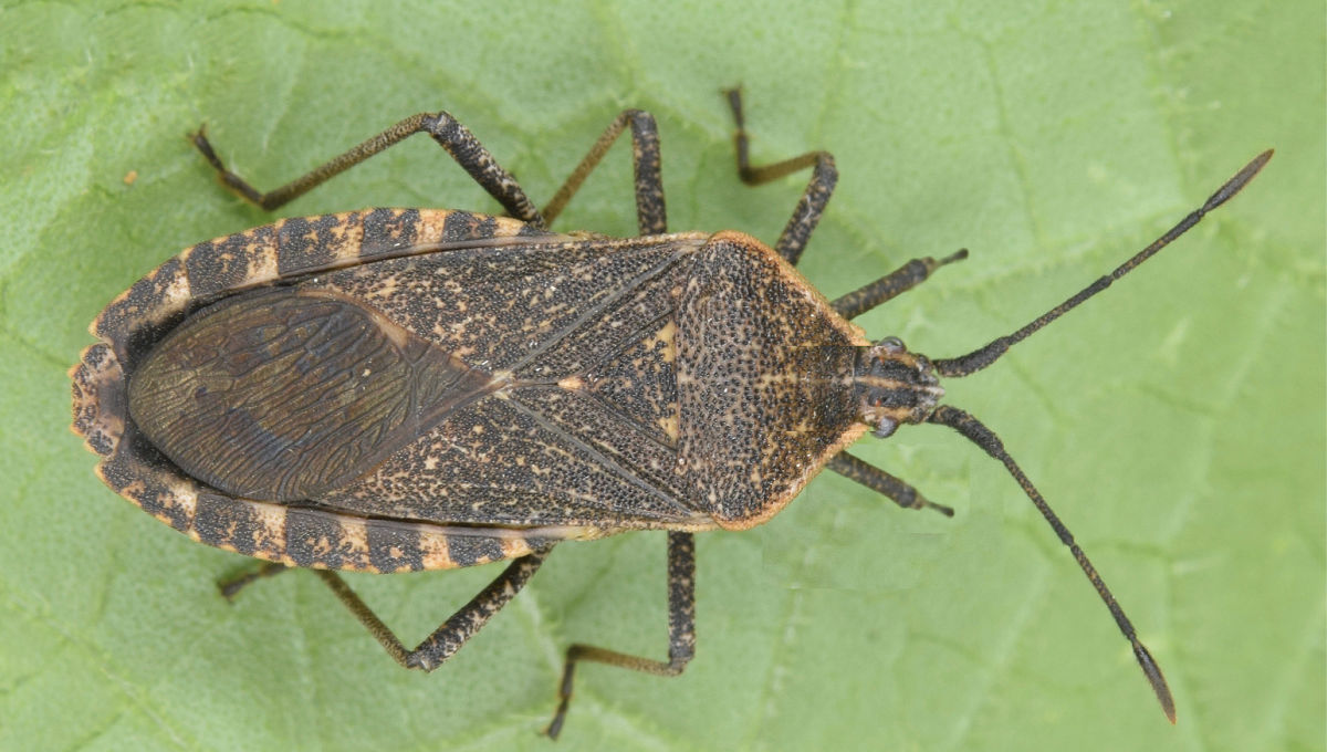 Photo of a squash bug (anasa tristis) on a green leaf.
