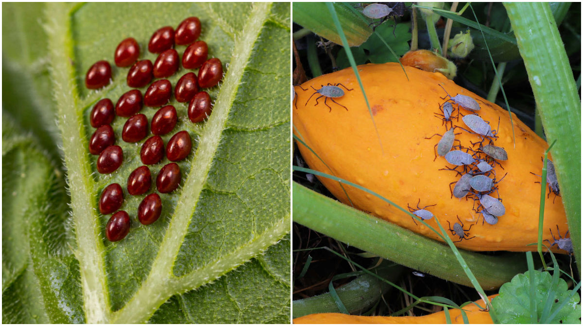 Two photos - one of squash bug eggs and the other of squash bug nymphs on a yellow squash plant.