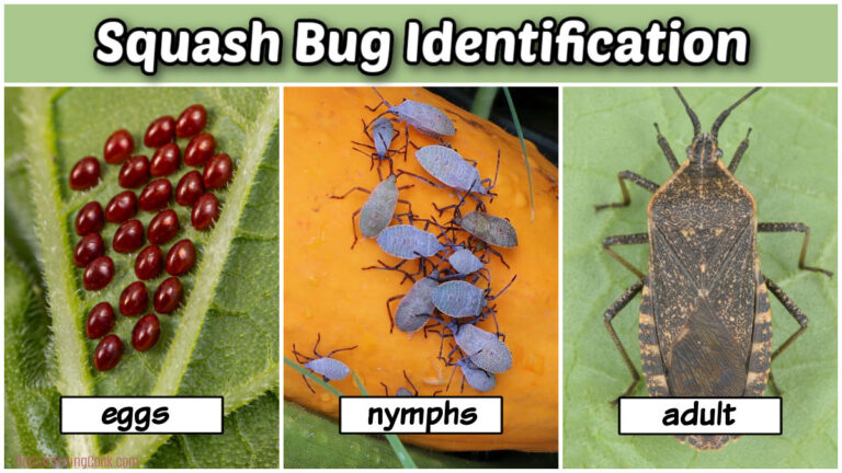 What are Squash Bugs? Identification, Eggs, Damage & Life Cycle