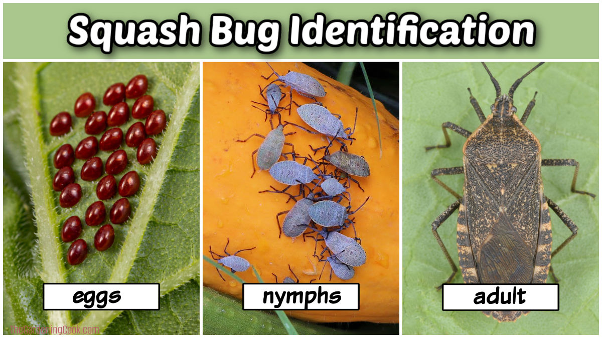 Pictures of squash bug eggs, nymphs and adult.
