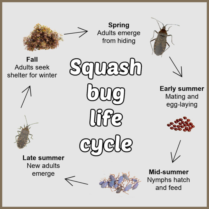 Squash bug life cycle from emerging bugs in spring through egg-laying, nymph stage, maturing adults and overwintering in garden debris.