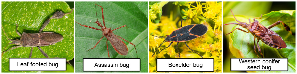 Squash bug look-alikes: leaf footed bug, assassin bug, boxelder bug and Western conifer seed bug.