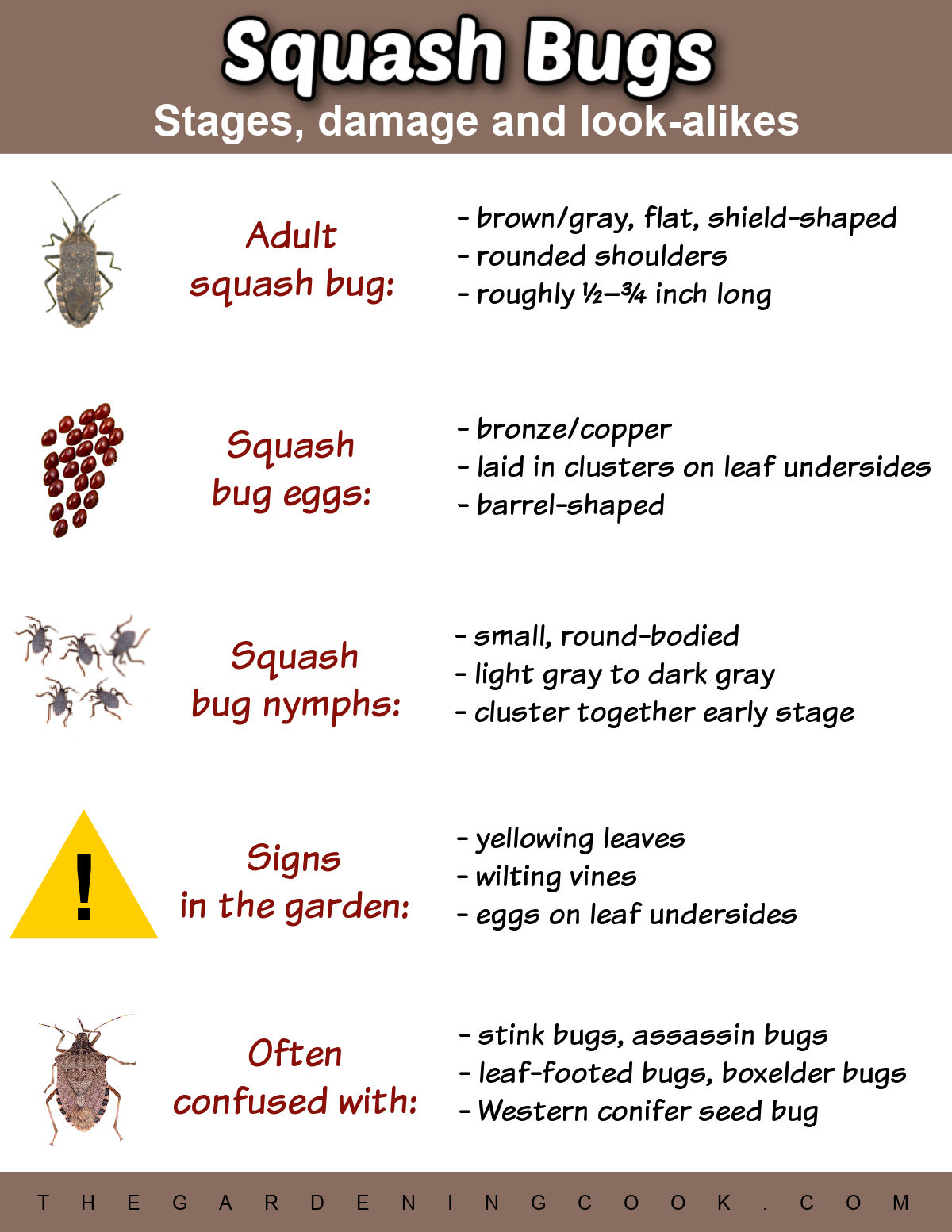 A squash bugs printable in JPG format describing stages of the life cycle, damage and look-alikes.