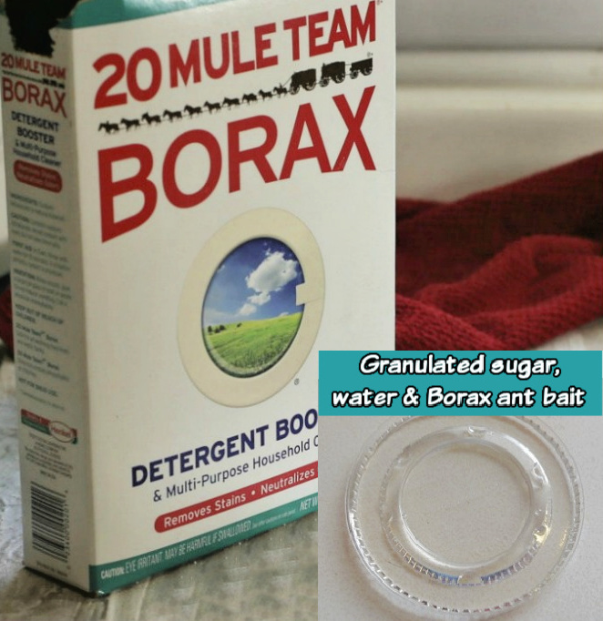 20 Mule Team Borax with overlay of granulated sugar, water and Borax ant bait.