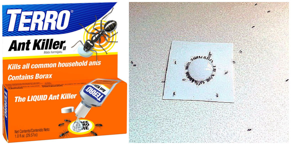 A box of Terro ant killer next to the bait with ants surrounding it.