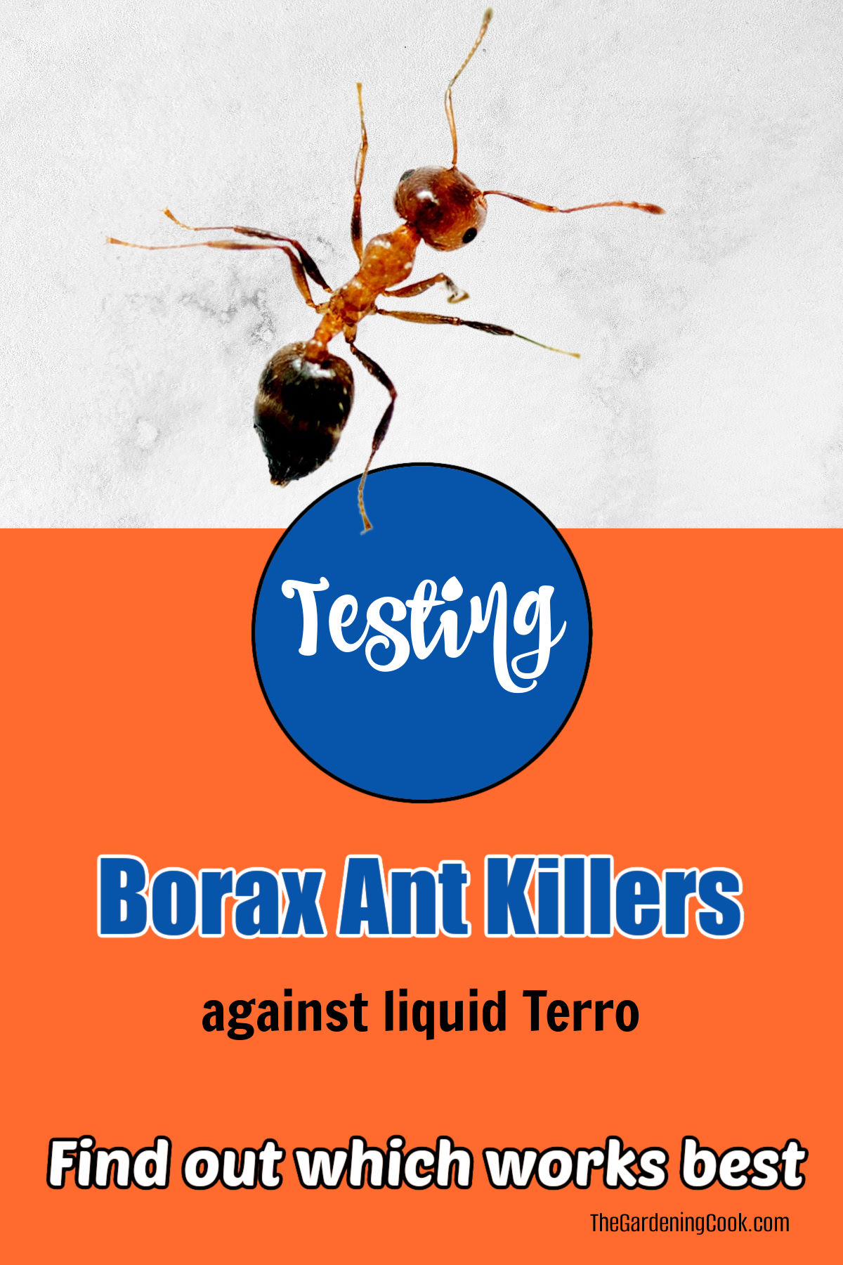 A black ant walking on a counter top over words Testing 5 Borax ant killers against liquid Terro.